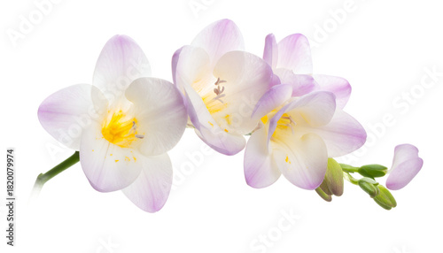 Delicate light purple and white freesia flowers with yellow centers and green stems on a white background