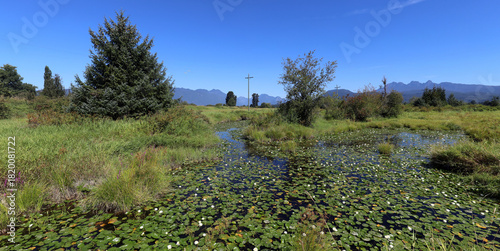 Pond overgrown with white water lilies