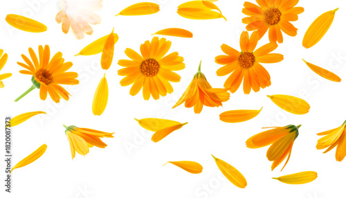 Vibrant orange calendula blossoms and delicate petals scattered on white, showcasing natural beauty, freshness, and the cheerful essence of blooming botanicals for spring themes