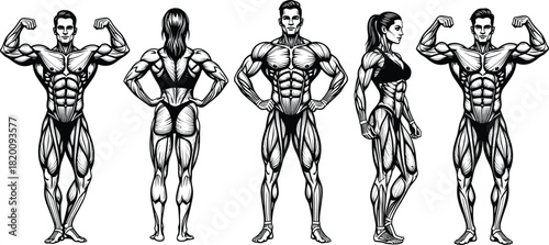Muscular human anatomy vector illustration, professional bodybuilders man and woman showing massive physique, isolated monochrome line art, fitness, gym, sports concept.
