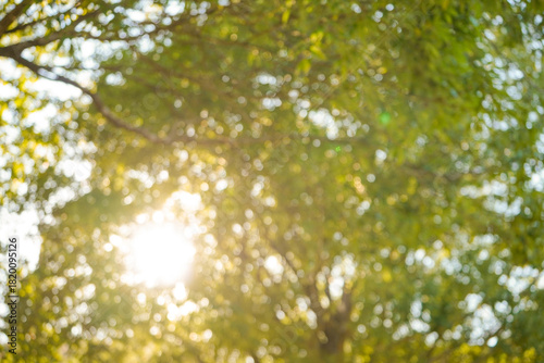 光透過する木漏れ日