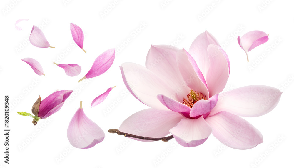 Naklejka premium Elegant Pink Magnolia Blossom and Petals Isolated on White Background