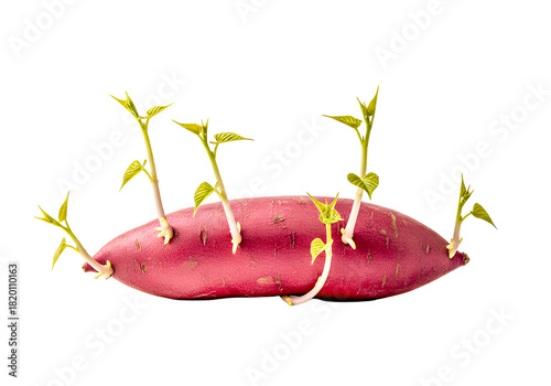Vibrant sweet potato sprouts with delicate leaves, a symbol of growth, rebirth, and sustainable agriculture, perfect for health, wellness, and garden projects