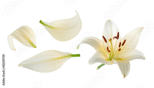 Elegant White Lily Flower with Floating Petals on a Clean Background