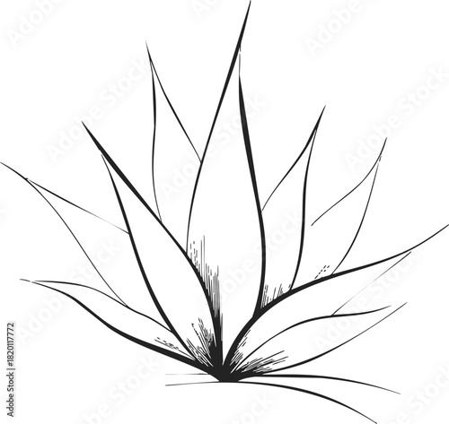 Agave plant sketch, hand drawn line art with spiky leaves and minimal detail. Vector illustration