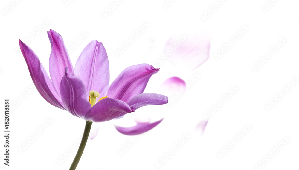 Obraz premium A solitary purple flower, with its graceful petals softly detaching and drifting in a tranquil dance against a pure white backdrop, symbolizing natural change and ephemeral beauty