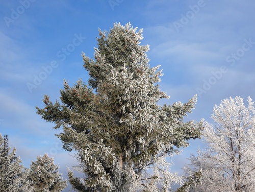 Icy Evergreen Branches Glittering After a Deep Freeze, Colorado Winter Scene