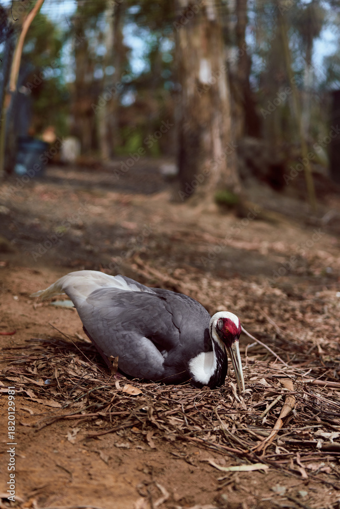 Obraz premium Bird crane on forest ground, wildlife scene with grey plumage and red facial patch, beak probing leaf litter and soil among trunks and dry twigs in woodland habitat.