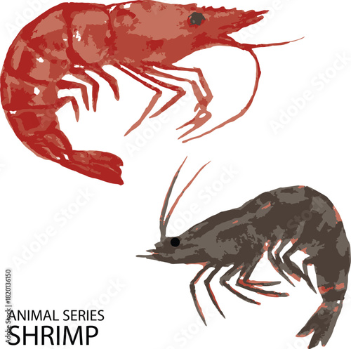 vector illustration of shrimp or prawn isolated on white