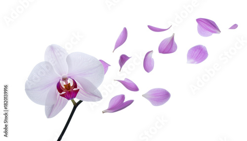 Elegant Orchid with Falling Petals A Touch of Nature's Beauty