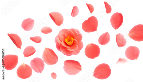 Elegant pink camellia flower and delicate scattered petals create a beautiful spring scene, evoking feelings of renewal and gentle grace on a pristine white background