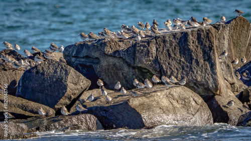 Dunlin sandpiper on the beach