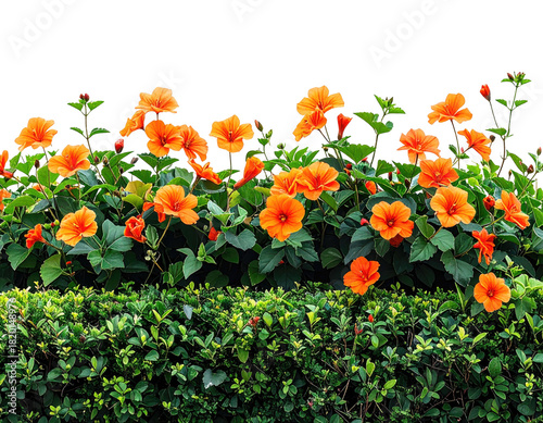 Vibrant orange hibiscus flowers bloom atop a green hedge, isolated on black