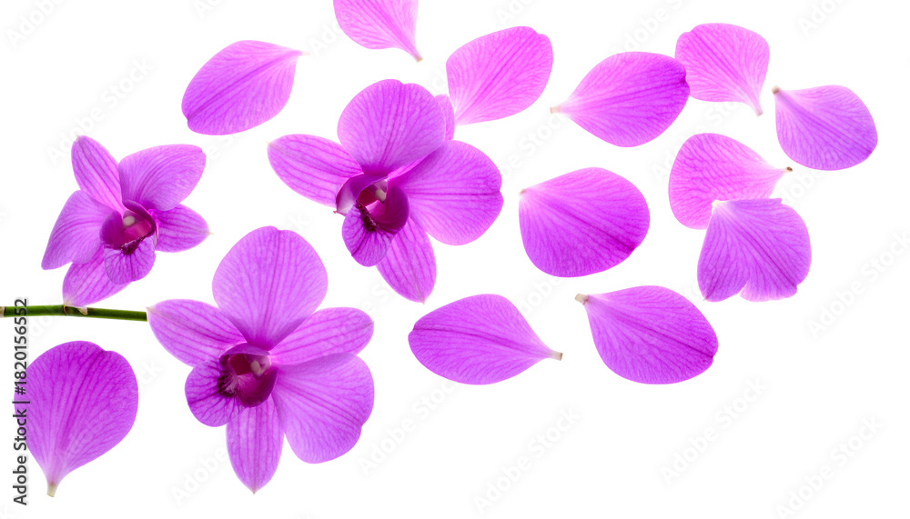 Obraz premium Delicate Orchid Petals Scattered Across a White Background, Evoking Beauty and Grace