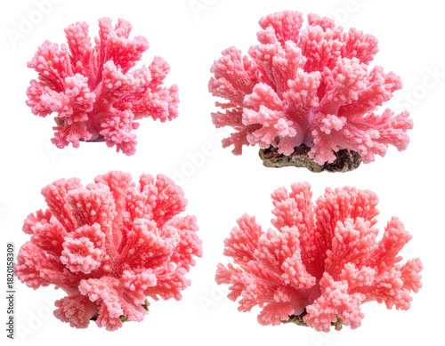 Four vibrant coral formations on a stark black background, showcasing their intricate structure