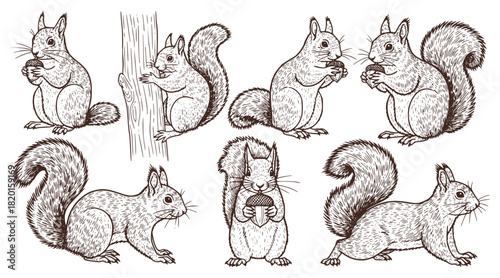 A monochrome set of eight detailed squirrel drawings in various poses, including eating a nut and climbing a tree. Detailed ink sketch illustration for wildlife and nature concepts.
