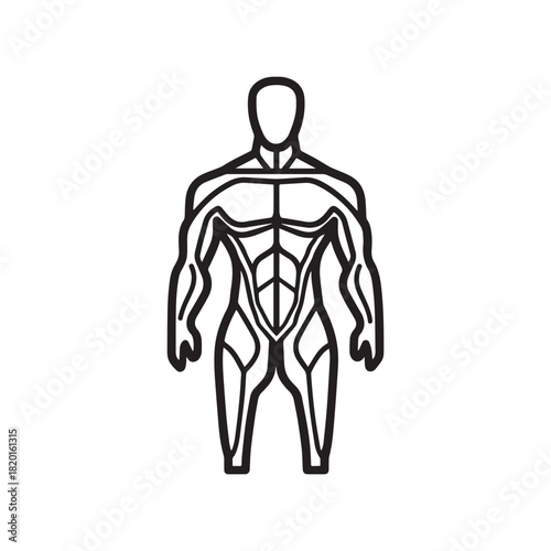 Line drawing of a human muscular system without facial features.