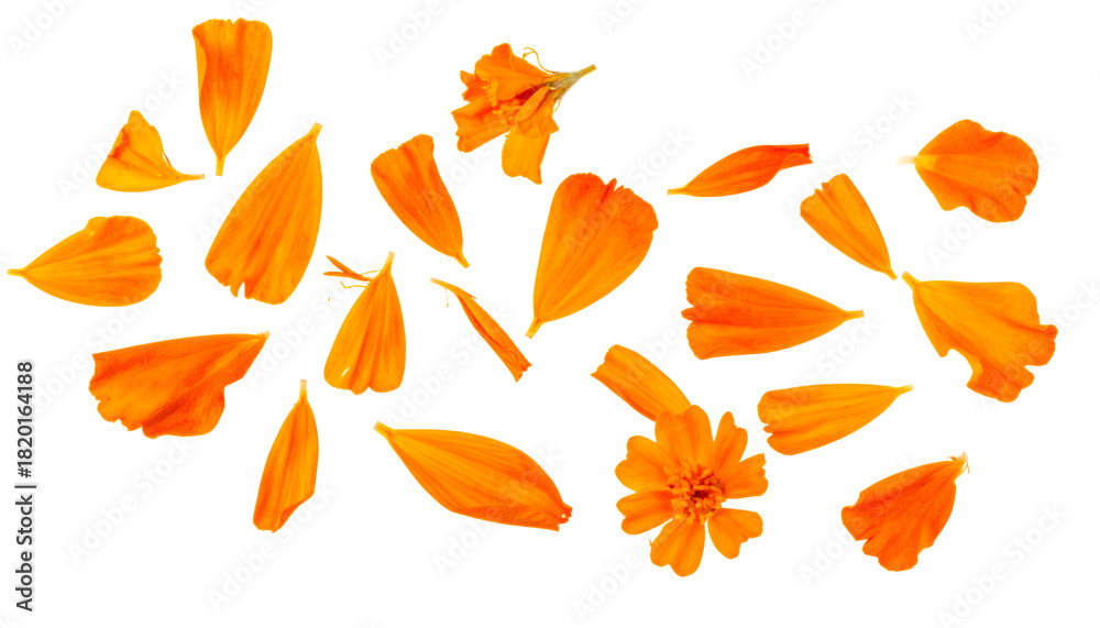 Naklejka premium Scattered Marigold Flower Petals in Vibrant Orange Hues, Isolated on White Background