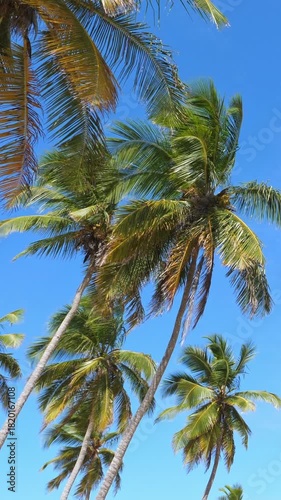 Wallpaper Mural Top of coconut palm tree with sky. Tropical nature. Vertical footage Torontodigital.ca