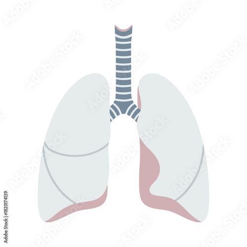 Human respiratory system anatomy with lungs and trachea illustration