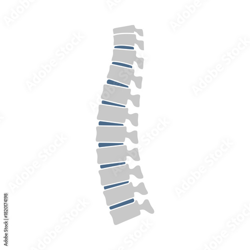 Human spinal column with vertebrae and discs medical health