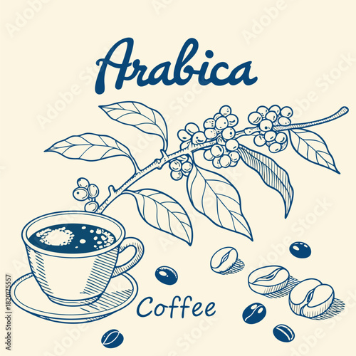 Arabica Coffee Plant Branch, Berries, Beans, and Hot Cup: Hand-Drawn Engraving Vector