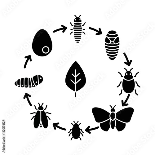 Insect Life Cycle Icons