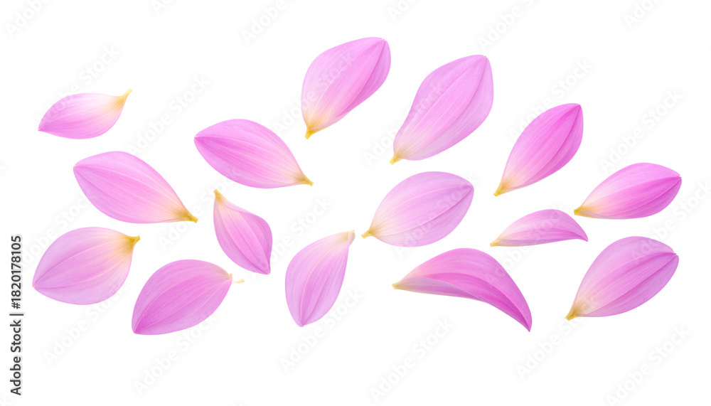 Naklejka premium Pink Petal Collection Delicate Beauty of Isolated Floral Elements for Design and Art Projects