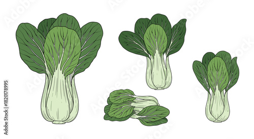 Hand-drawn colorful illustrations of fresh bok choy cabbage shown from various angles isolated on a clean white background.