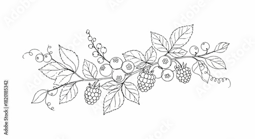 Elegant berry branch illustration in black and white, perfect for design and decoration