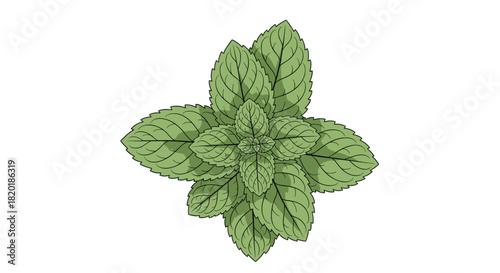 Fresh green mint plant with vibrant leaves, a colored hand-drawn botanical illustration isolated on a white background.
