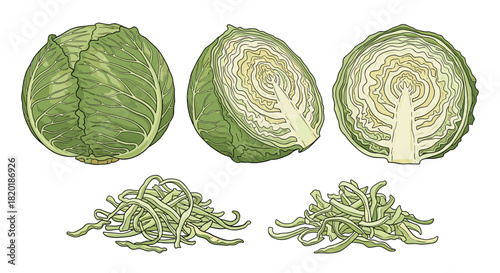Set of vintage-style cabbage illustrations showing a whole head, halves, and shredded pieces in a detailed color engraving.