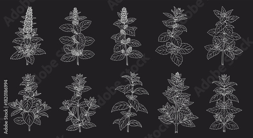 Collection of ten white mint plant illustrations on a black background, a botanical set in a chalk or engraving line art style.