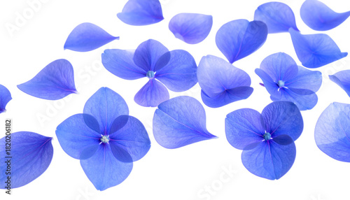 Ethereal blue flowers shedding delicate petals in a gentle cascade against a bright, clean white background, symbolizing fragility and beauty