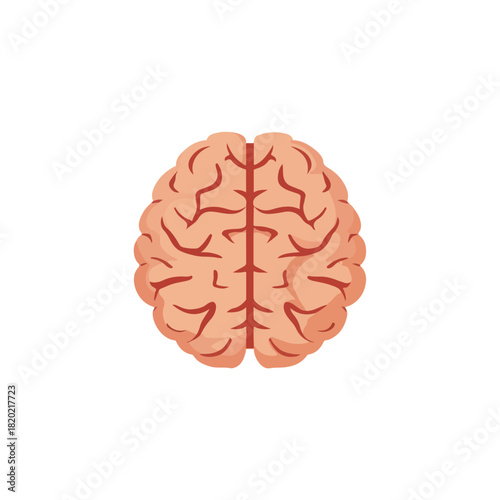 Anatomical Brain Illustration on White Background Medical Concept
