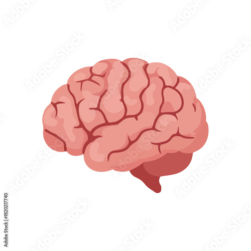 Anatomical Brain Illustration Medical, Healthcare, Educational Resource
