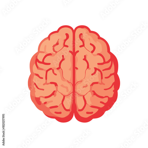 Brain Anatomy Simple Illustration on White Background