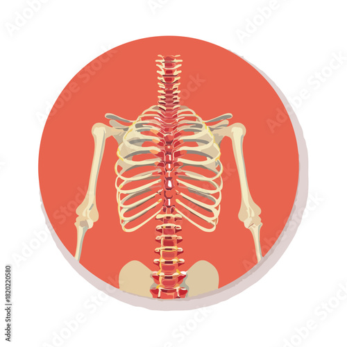 Human Spine and Rib Cage Illustration in a Circle