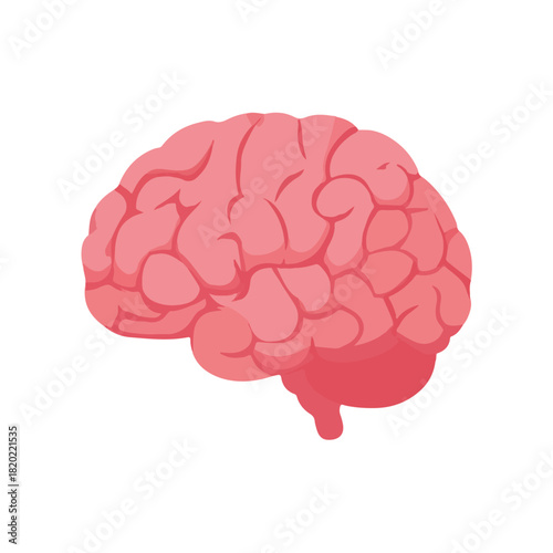 Pink Human Brain Anatomy Illustration on White Background