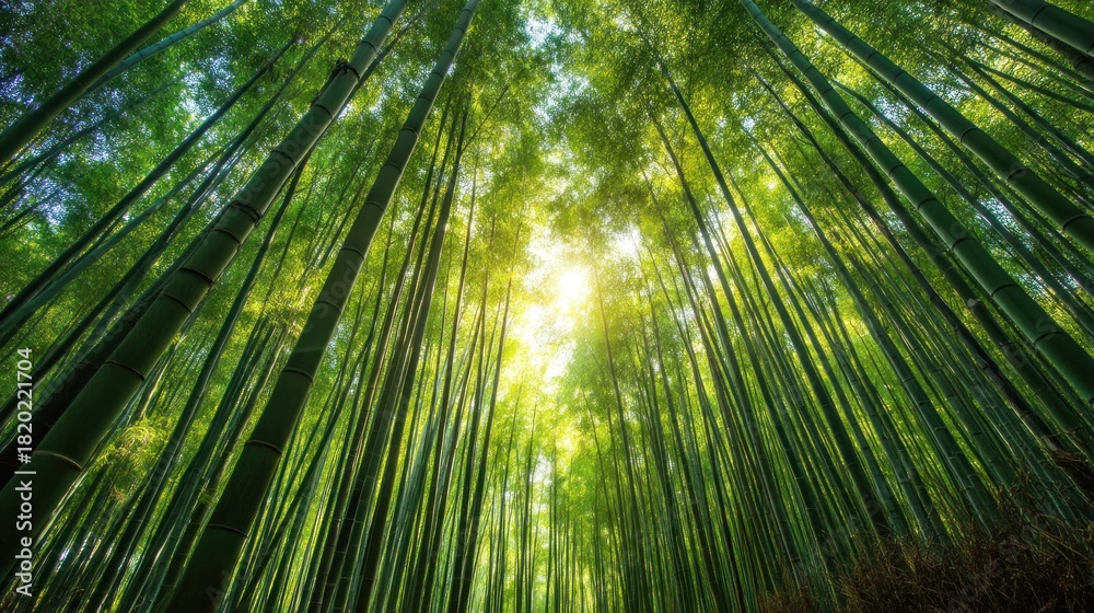 Fototapeta premium A bamboo forest with tall, slender bamboo stalks reaching towards the sky, 