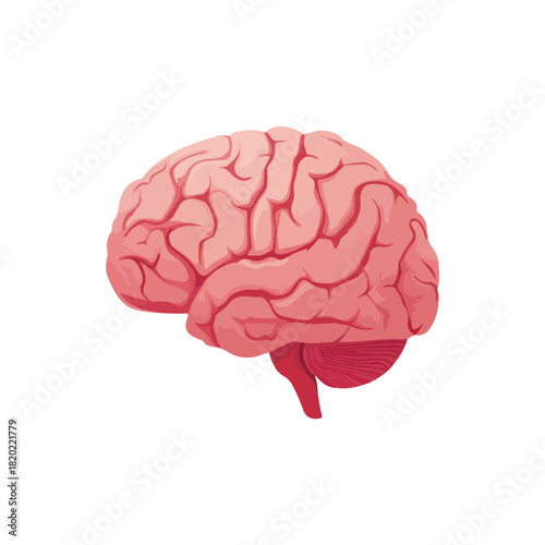 Realistic Human Brain Anatomy Illustration on White