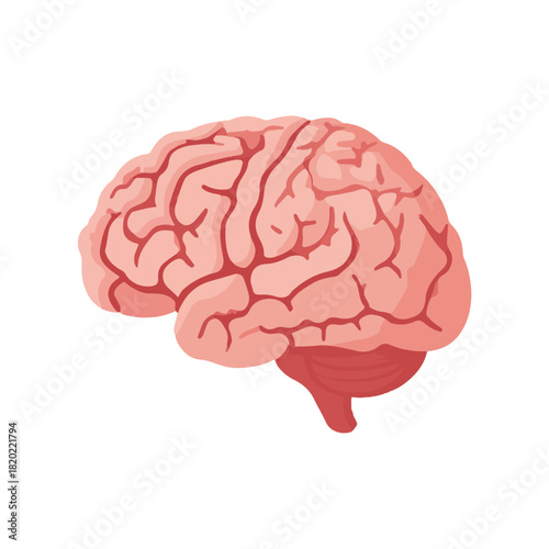 Realistic Human Brain Anatomy Illustration on White Background