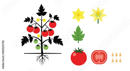 Growing tomatoes vector graphic illustration of plant stages