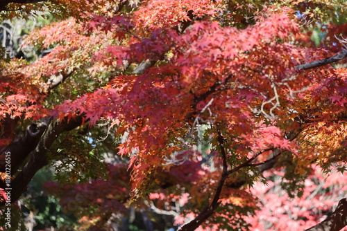 red maple leaves