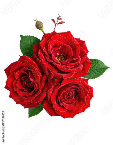 Trio of rich red roses with vibrant green leaves