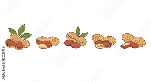 A collection of fresh peanuts in various states, including whole pods, cracked shells revealing nuts, and shelled peanuts with green leaves.