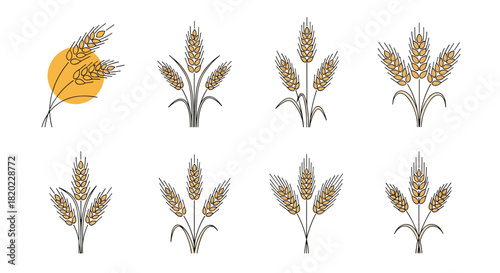 Collection of stylized line art illustrations depicting various bundles of golden wheat ears and grain stalks, perfect for harvest and agriculture-themed designs.