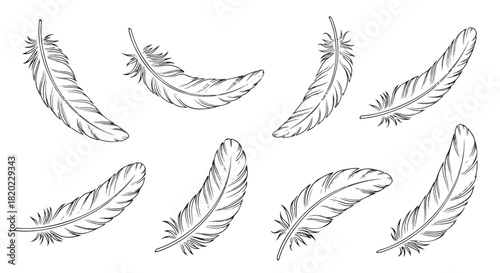 Feathers collection with transparent background