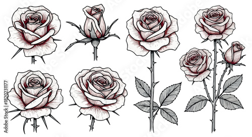 Roses with thorns and leaves, various views