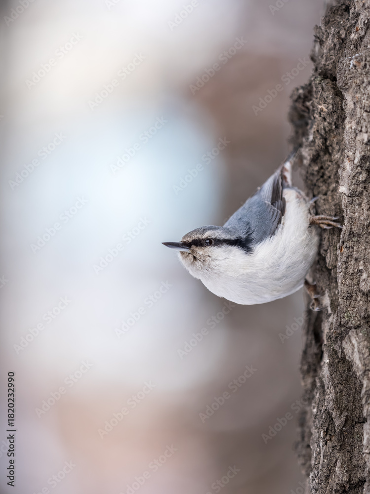 Fototapeta premium Eurasian nuthatch or wood nuthatch, lat. Sitta europaea, sitting on a tree trunk with a blurred background.